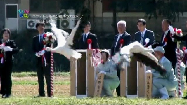 the releasing ceremony of the storks