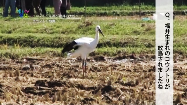 A stork in the rice paddy