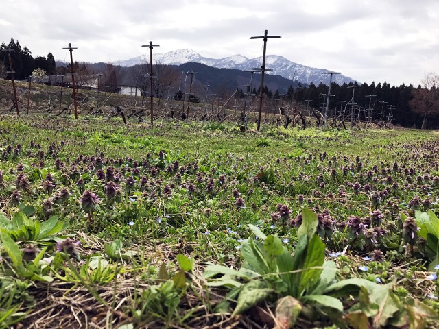 ヒメオドリコソウと荒島岳