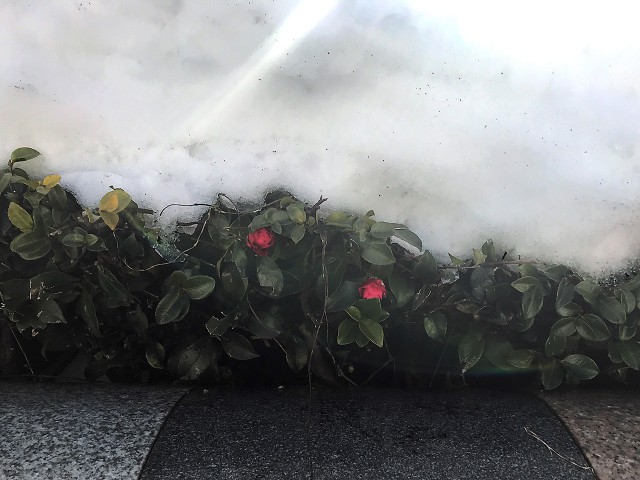 Camellia flowers under snow