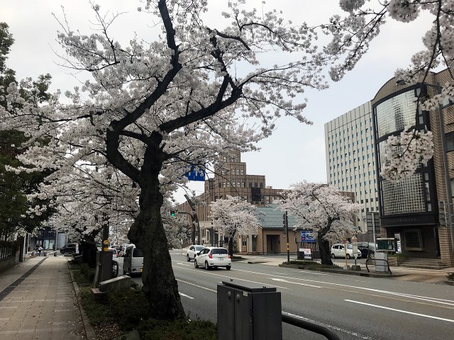 Sakura-dori street in Fukui city
