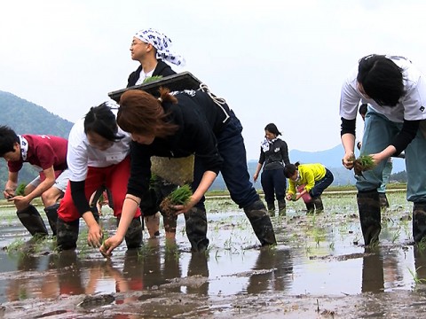 planting rice in strong wind