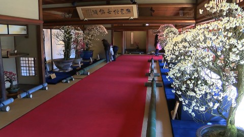 慶雲館に並ぶ盆梅