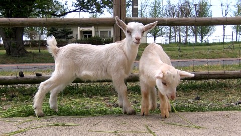 kid goats in Nakayoshi Tongari Guest Ranch 
