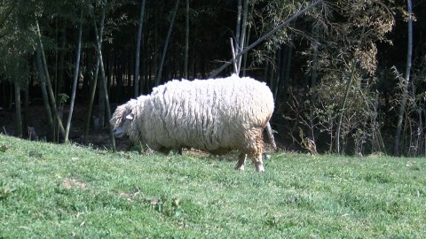 puffy-fluffy sheep 