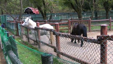 ponies in Furusato Natural Park