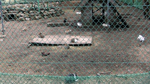 rabbits in Furusato Natural Park