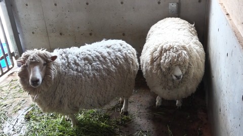 sheep waiting for shearing