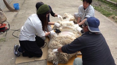 sheep shearing with a big electric hair clipper