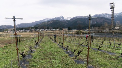 Mt.Kyogatake and the vineyards