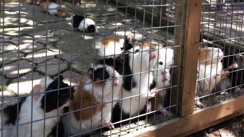 guinea pigs in Mt.Asuwa