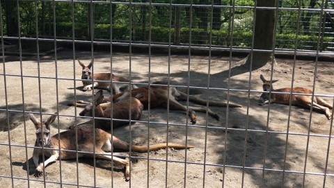 red kangaroos in Mt.Asuwa