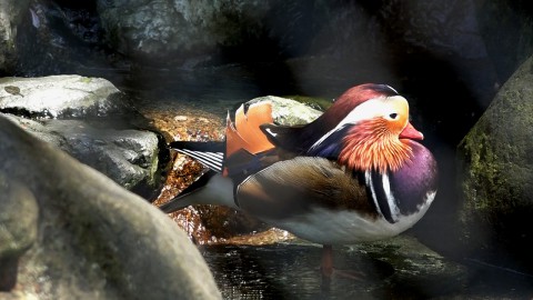 Mandarin duck in Mt. Asuwa