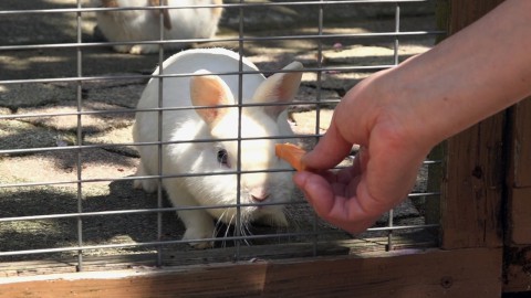 足羽山のウサギ