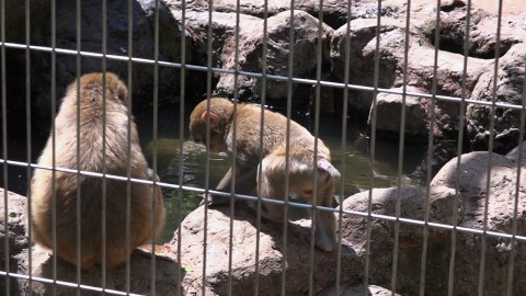 足羽山のサル