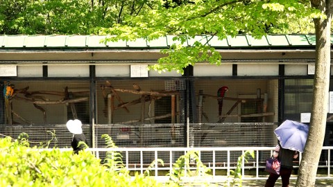 parrots in Mt.Asuwa