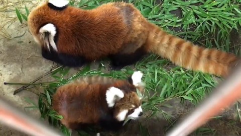 Mei Xiang eats bamboo grass for the first time