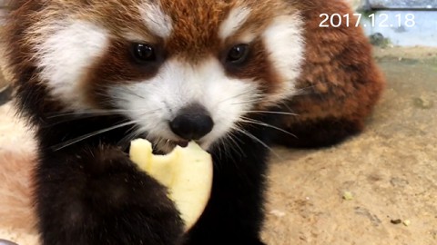 Mei Xiang's meal