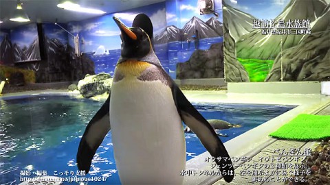 越前松島水族館　ぺんぎん館