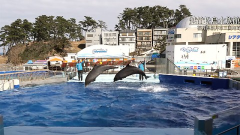 越前松島水族館　イルカショー