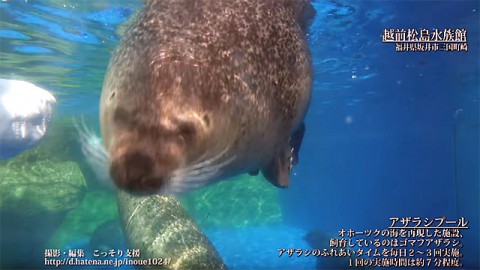 越前松島水族館　アザラシプール