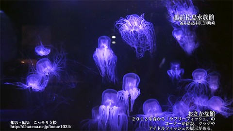 越前松島水族館　おさかな館