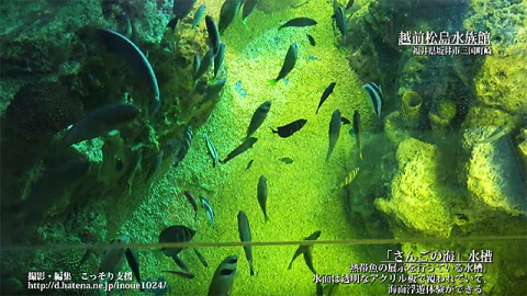 越前松島水族館　さんごの海