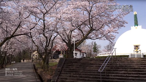 足羽山の桜と仏舎利塔