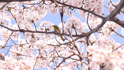 桜の花をついばむ足羽山のメジロ