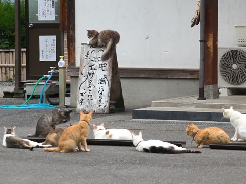Cats holding a meeting