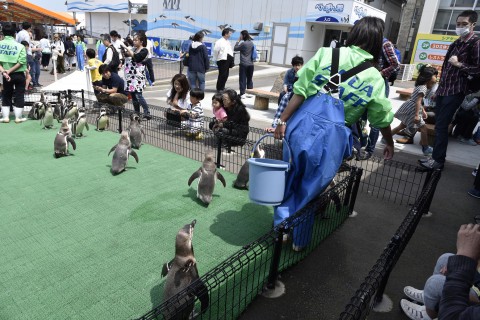 ペンギンたちのおさんぽ　お散歩広場到着