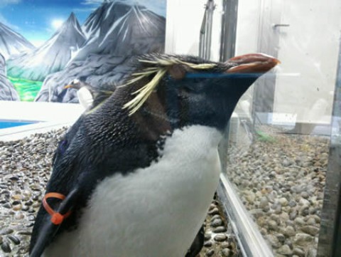 Rockhopper penguin 