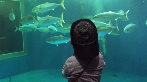 His son loves fish, and he continued looking at the fish in front of a tank
