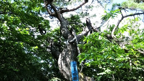 Famous pine tree called “Nio no Matsu”