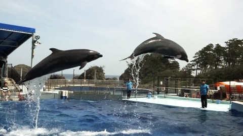 two dolphins are juming high over the swimming pool