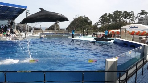 one dolphin is jumping high over the swimming pool