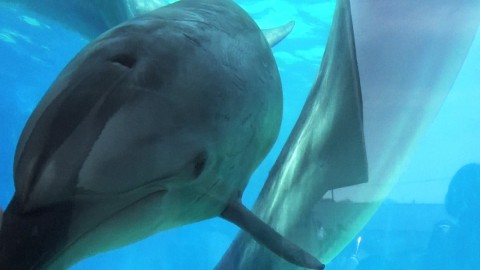 cute zoomed-up images of the dolphin’s face