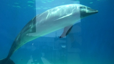 a dolphin looks like it's relaxing by floating in the water