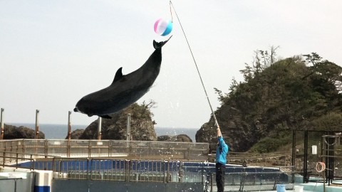 one dolphin is jumping very high and touching a rubber ball with its flukes