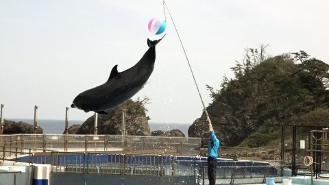 １頭のイルカが高くジャンプして、尾びれで、空中でスタッフが、棒をくっつくけて持っているビーチボールをタッチした瞬間