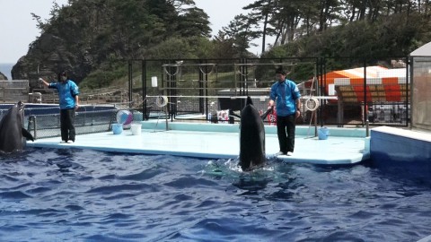 a dolphin is touching a staff 