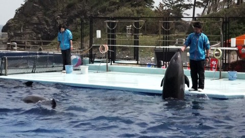 a dolphin is getting some rewards from the staff