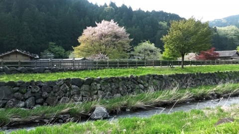 一乗谷朝倉氏遺跡の美しい自然に囲まれた景色