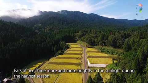 Rice fields in Fukui