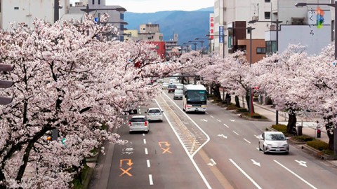 Cherry blossoms at Sakura Street