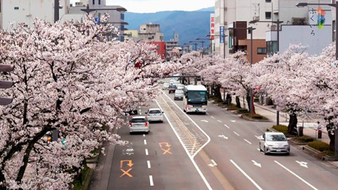 さくら通りの桜