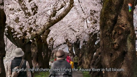 Cherry blossoms at Asuwa River 