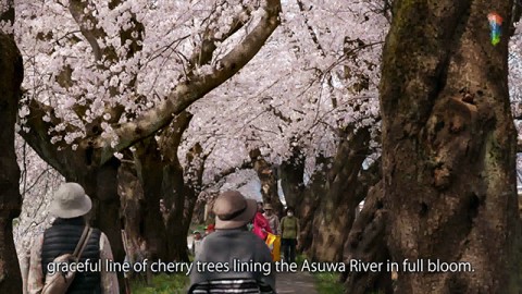 足羽川の桜並木 