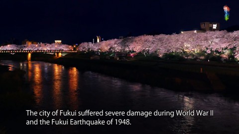 Night cherry blossoms at Asuwa River