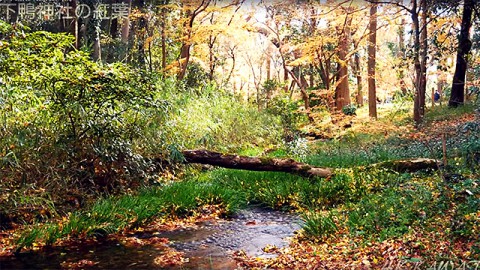 糺の森を流れる川と紅葉